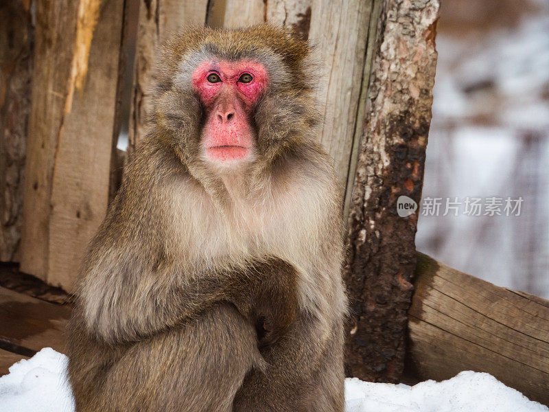 日本猕猴(Macaca fuscata)冬季猴画像